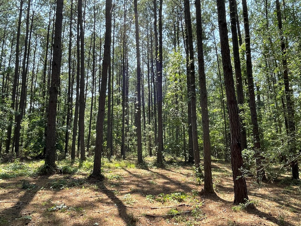 Na Reservoir Road Waynesboro, MS 39367 - Photo 17 of 26 Photo 17