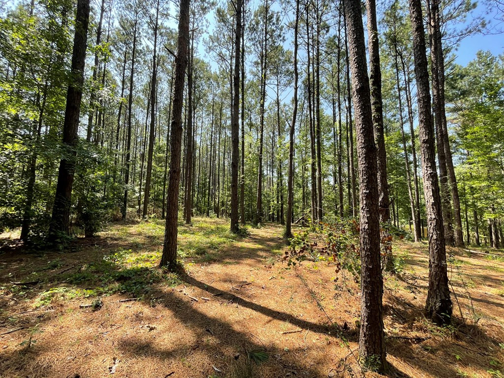 Na Reservoir Road Waynesboro, MS 39367 - Photo 19 of 26 Photo 19