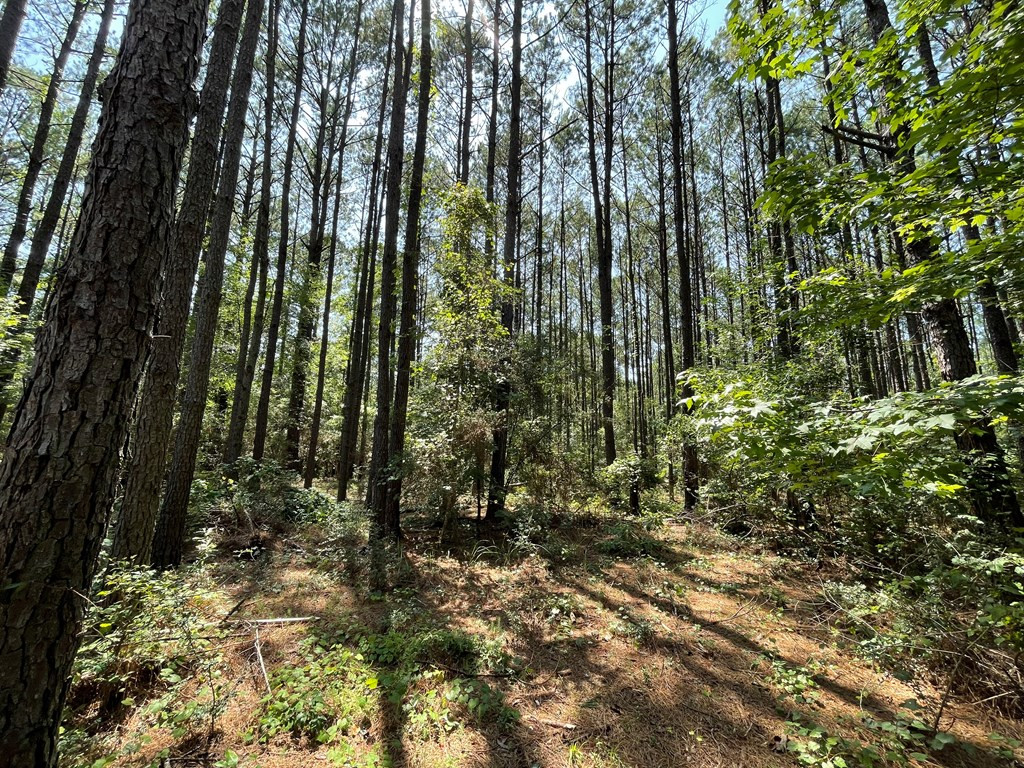 Na Reservoir Road Waynesboro, MS 39367 - Photo 20 of 26 Photo 20