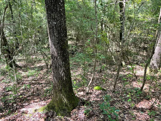 $75,000 | Na Reservoir Road, Waynesboro, MS 39367