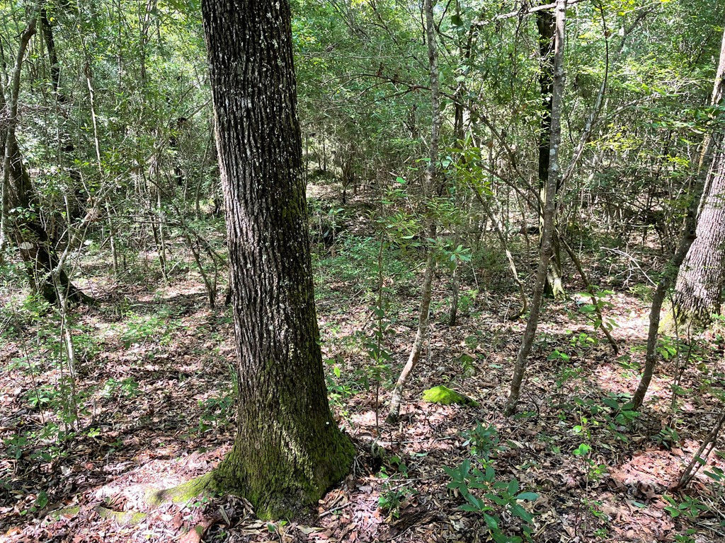Na Reservoir Road Waynesboro, MS 39367 - Photo 3 of 26 Photo 3