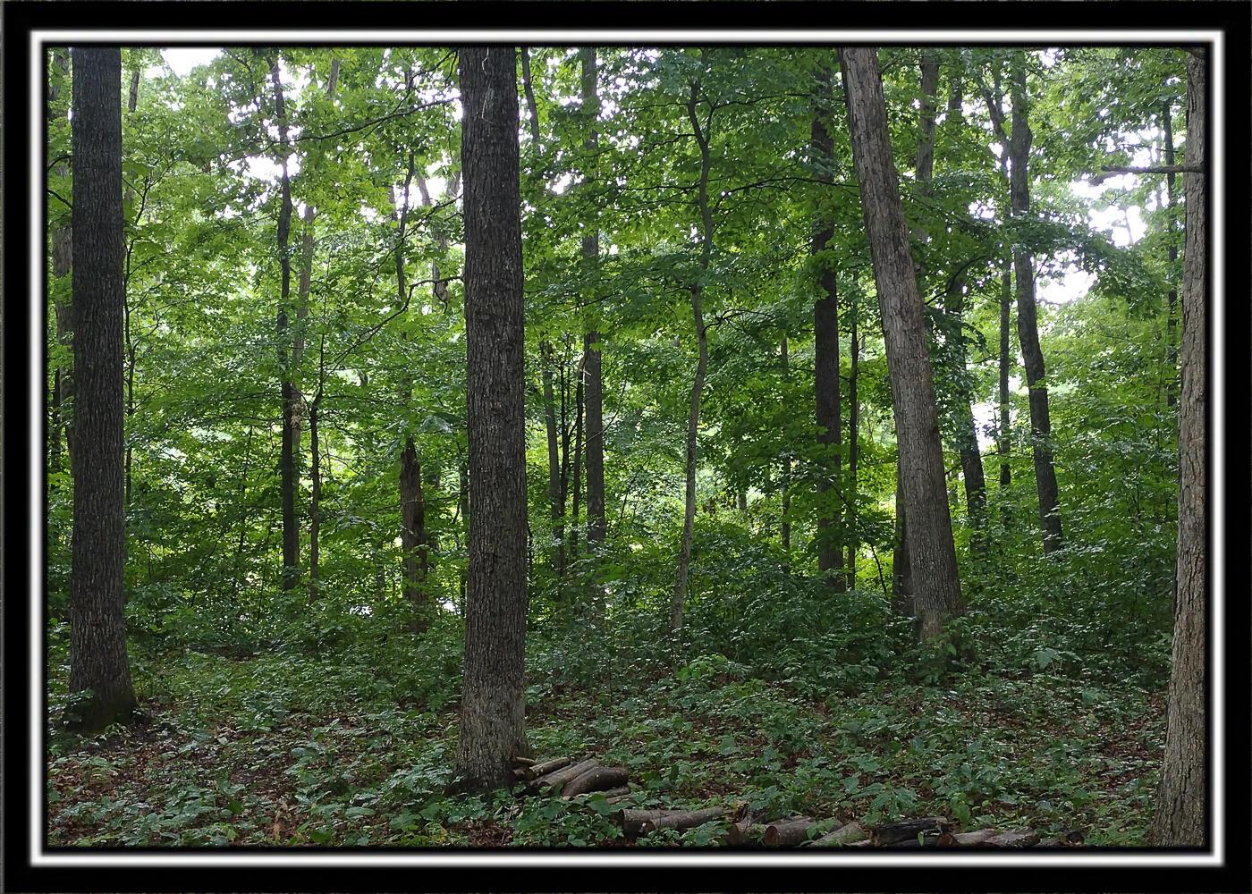 260 Raysville Road Jackson, OH 45640 - Photo 7 of 17 CT-6
