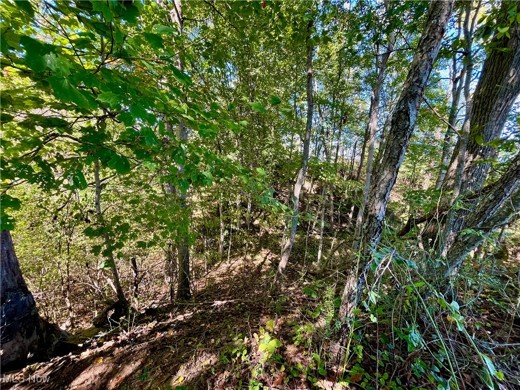Bell Road Vincent, OH 45784 - Photo 6 of 8 View of nature