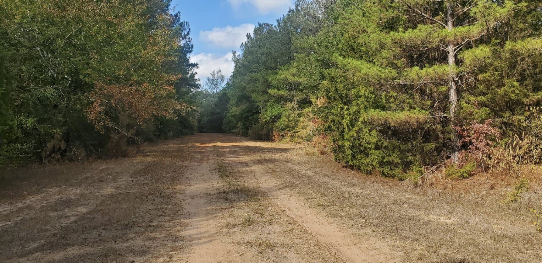 0 Drake Hempstead, TX 77445 - Photo 4 of 5 a view of dirt with large trees