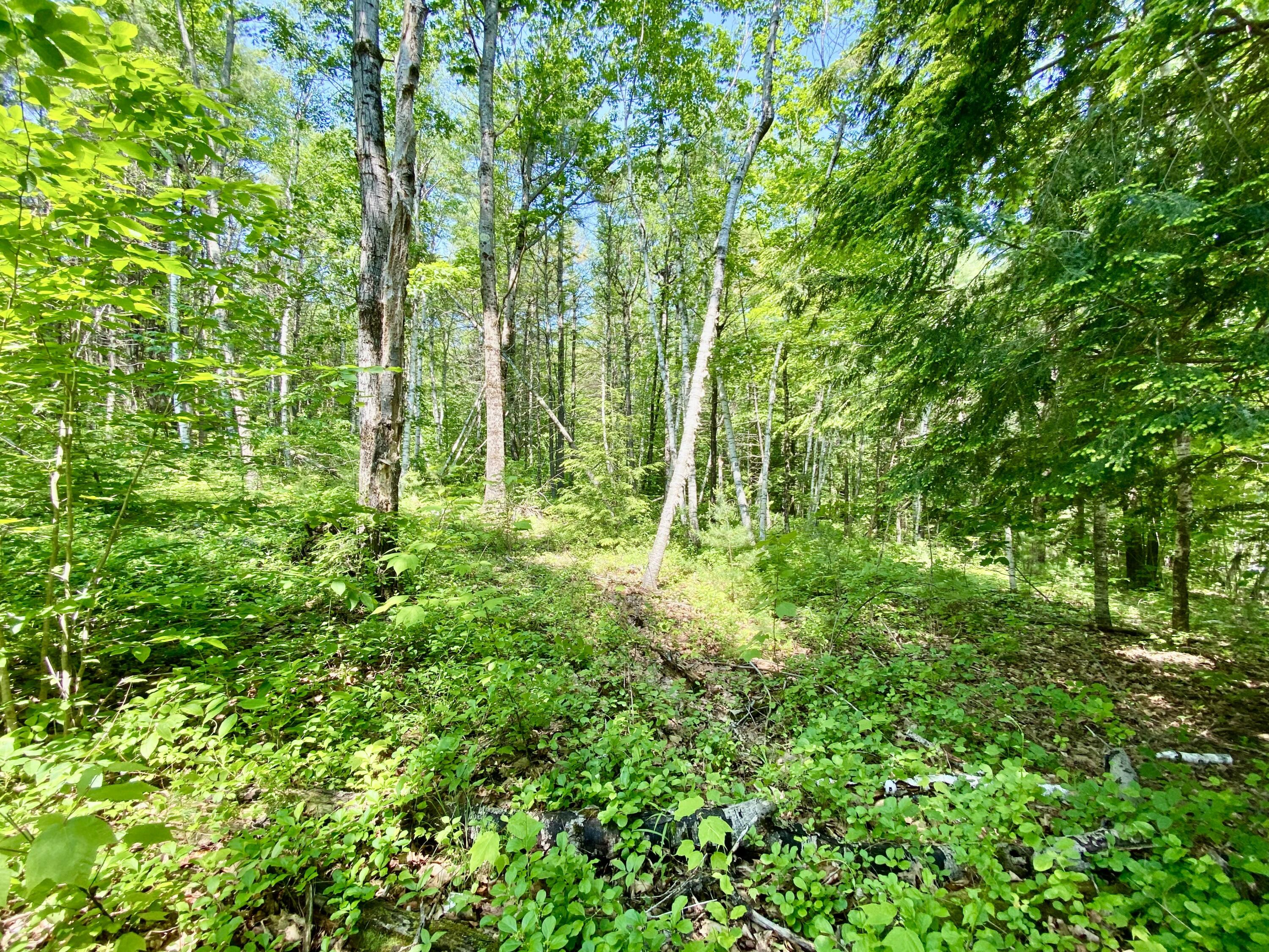 0 Maplecrest Road Parsonsfield, ME 04047 - Photo 6 of 11 IMG_3009