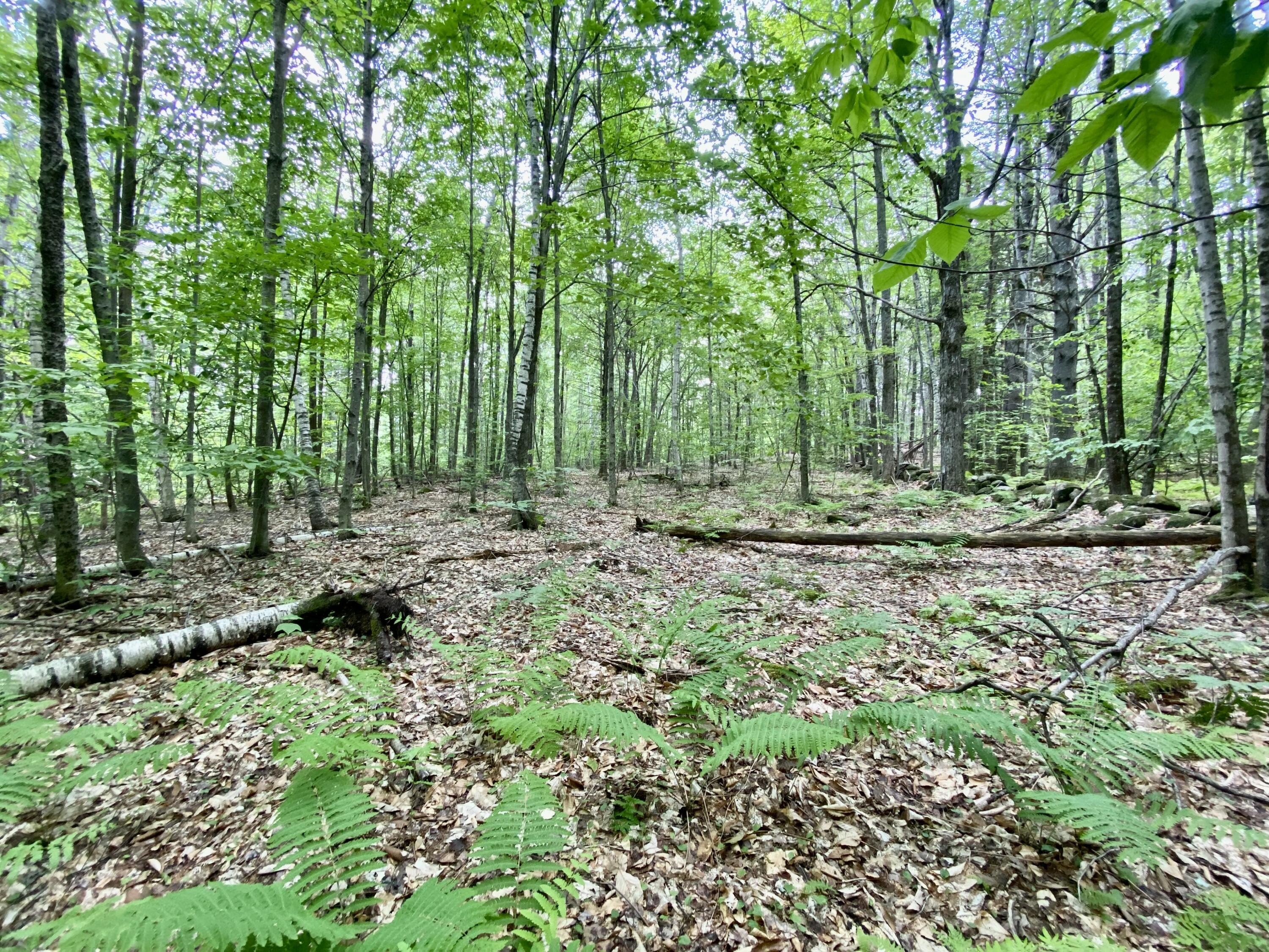 0 Maplecrest Road Parsonsfield, ME 04047 - Photo 9 of 11 IMG_3015