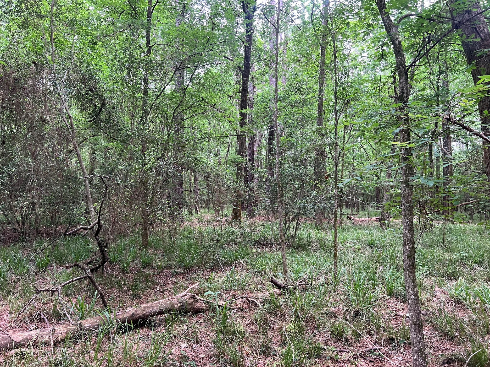 0 Wilderness Road Point Blank, TX 77364 - Photo 11 of 16 a view of forest