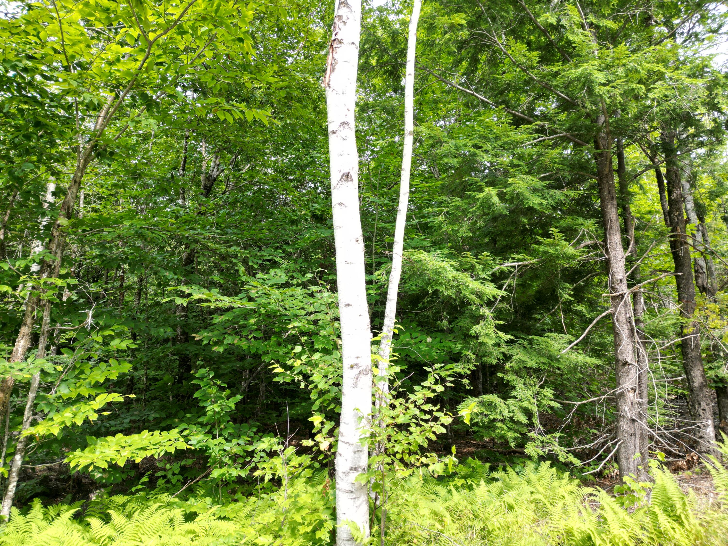 Lot 28 Off Ames Road Lee, ME 04455 - Photo 10 of 17 DJI_0972