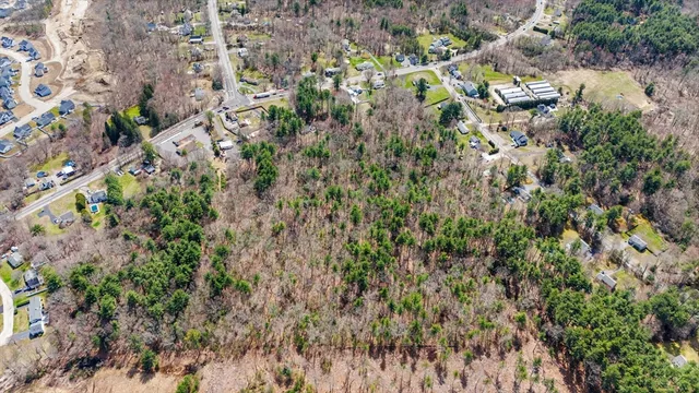 a view of a forest with a tree