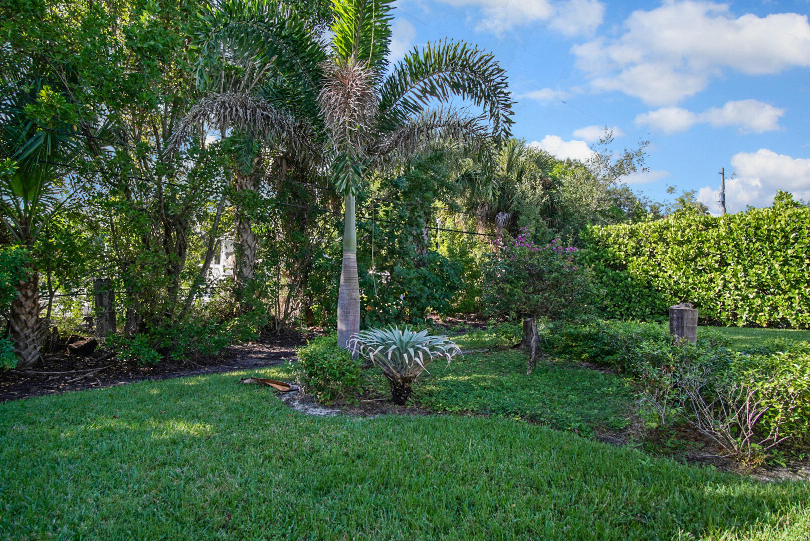924 Pompano Drive Jupiter, FL 33458 - Photo 34 of 36 a view of a garden with plants and large trees