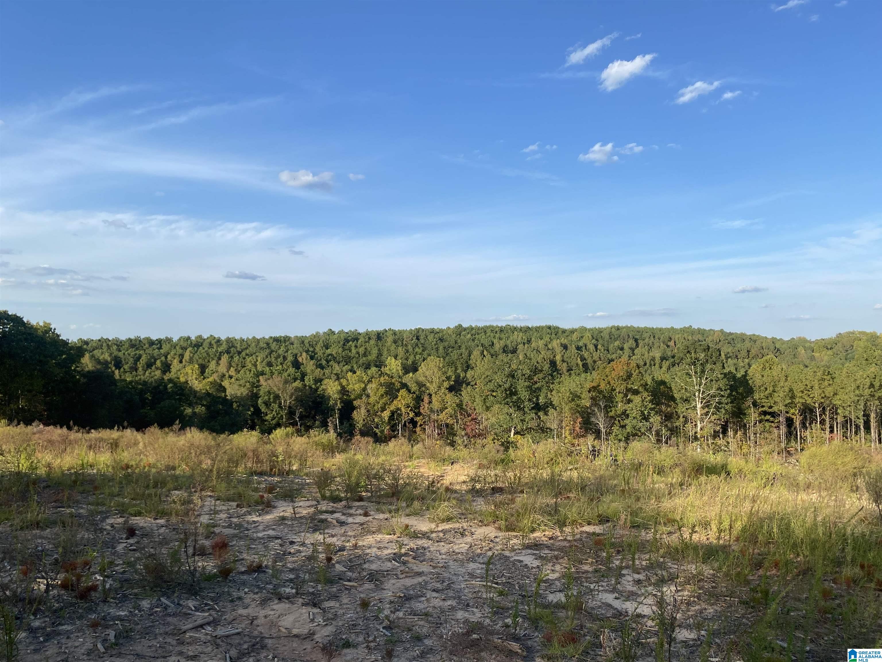 0 Frost Road, Unit 100 / ACRES Springville, AL 35146 - Photo 18 of 60