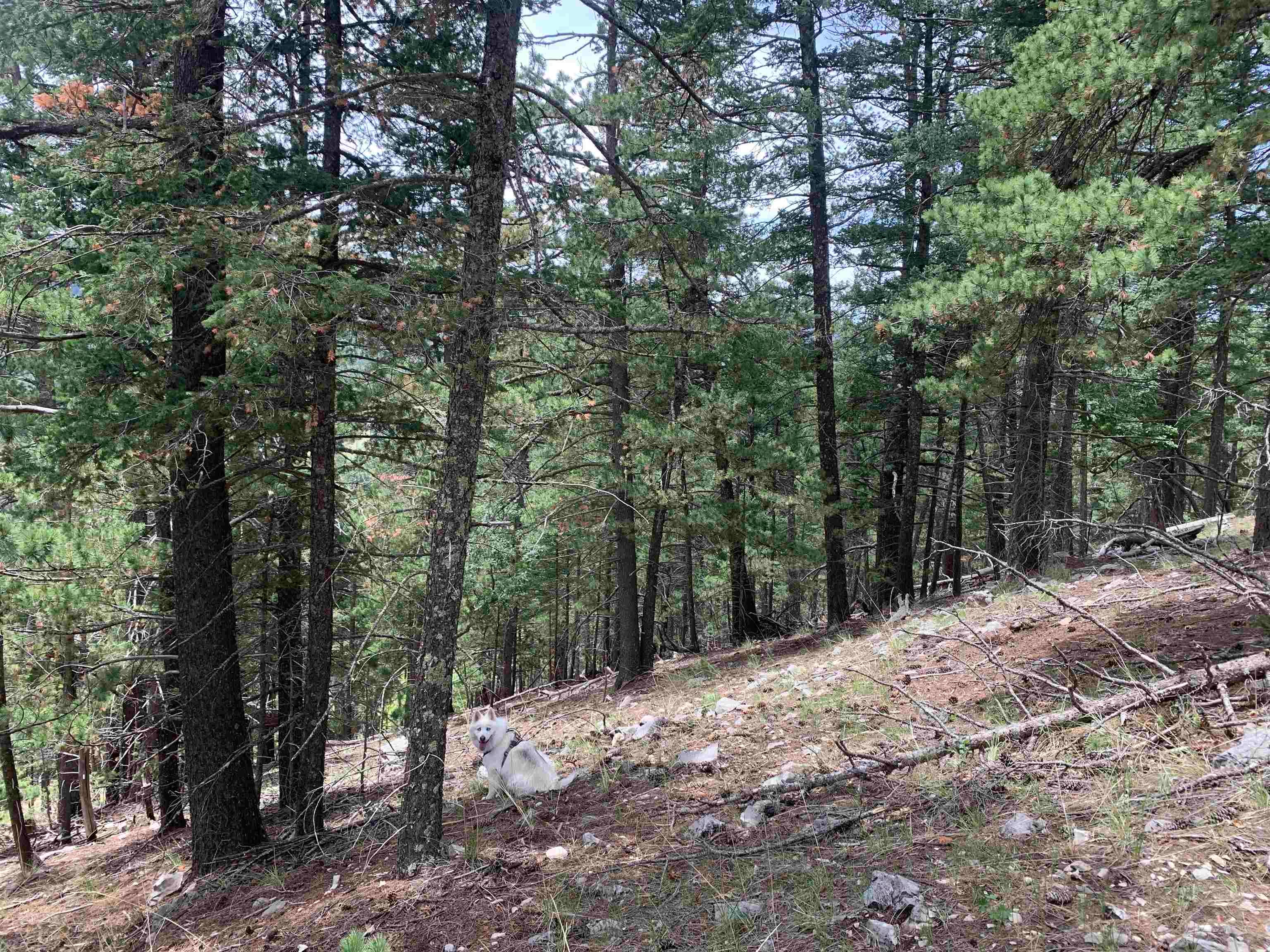 55 Forest View Road Cloudcroft, NM 88317 - Photo 15 of 33 Gallery Image 15