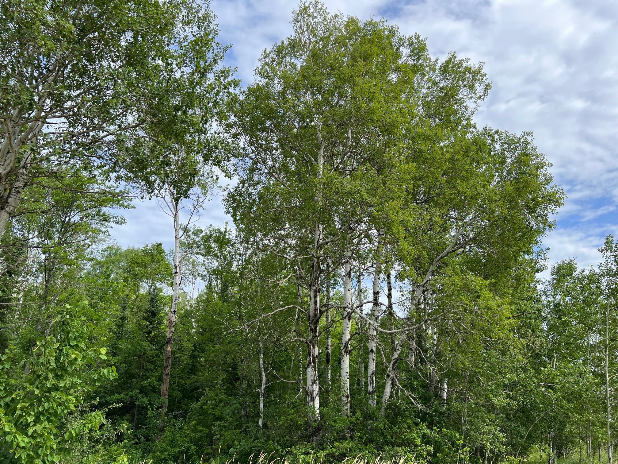 86640 North South Pratt Road Bayfield, WI 54814 - Photo 35 of 54