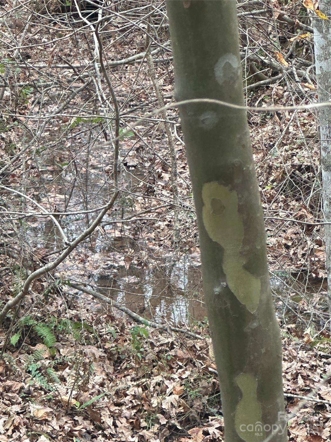 0 Freeman Road Rutherfordton, NC 28139 - Photo 4 of 10 a bathroom with a shower