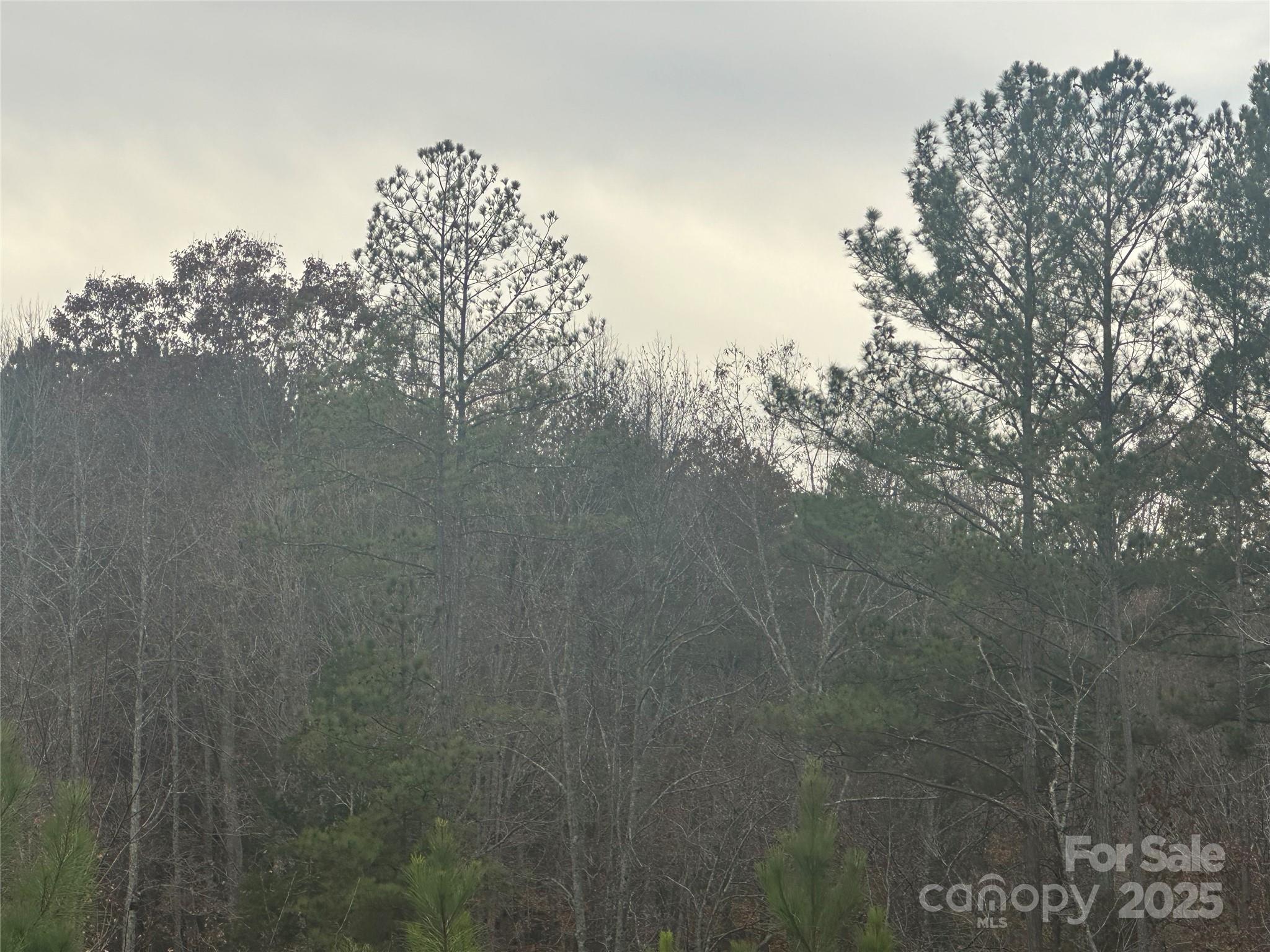 0 Freeman Road Rutherfordton, NC 28139 - Photo 8 of 10 a view of a tree in middle of the forest