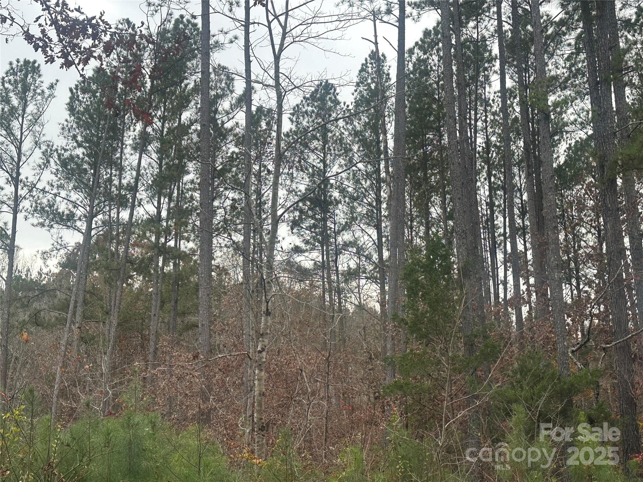 0 Freeman Road Rutherfordton, NC 28139 - Photo 10 of 10 a view of forest