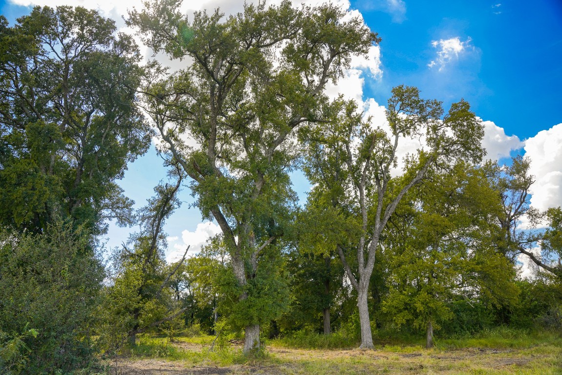 0 470th Centre Coupland, TX 78615 - Photo 29 of 36 a view of a yard with plants and trees