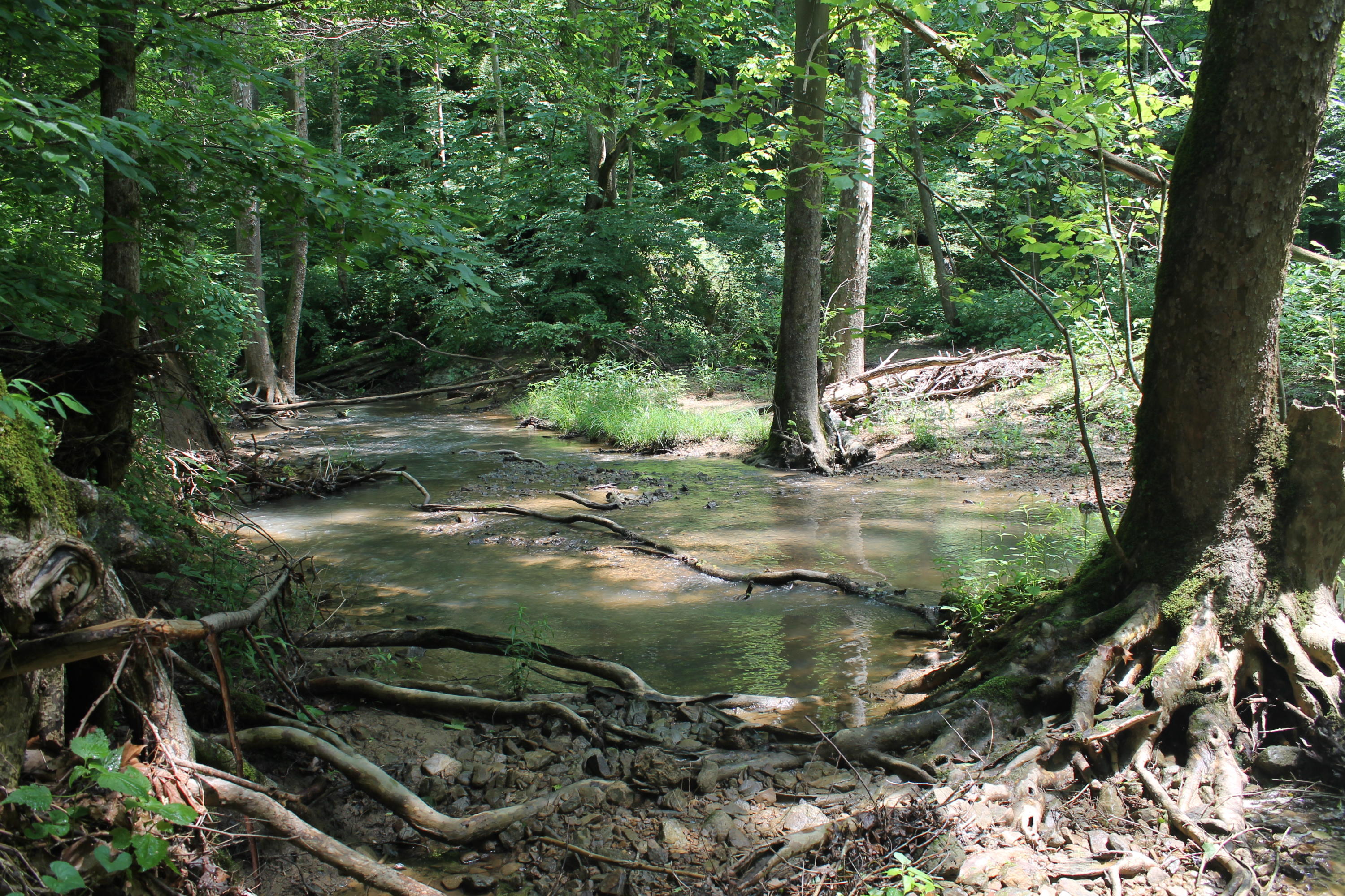 895 John Hyden Road Burnside, KY 42519 - Photo 10 of 61 IMG_1425