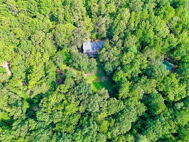a view of a lush green forest