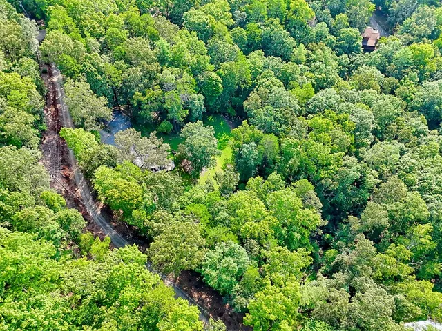 a view of a lush green forest
