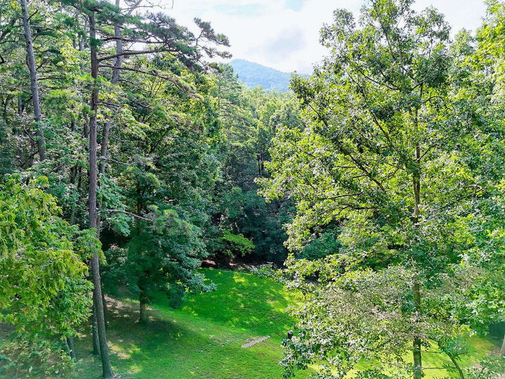 773 Rolling Oaks Road Murphy, NC 28906 - Photo 8 of 72 a view of a lush green forest