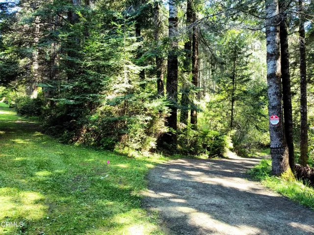 a view of a yard with plants and large trees