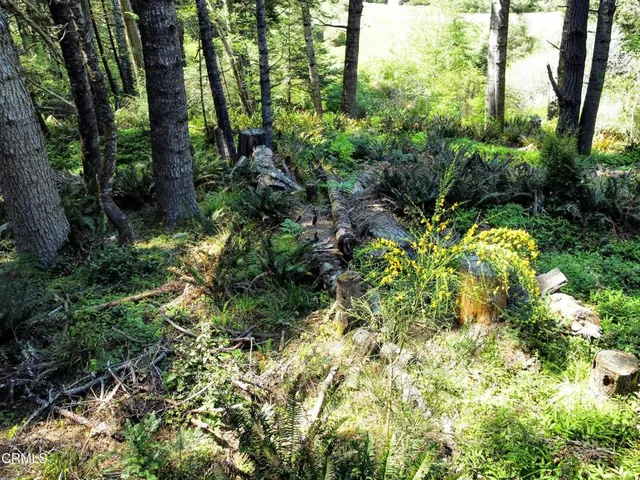 a view of a garden with trees