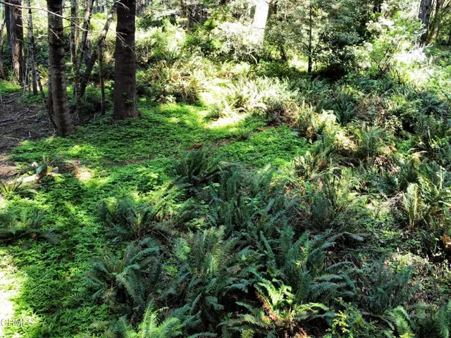 a view of outdoor space and tree s