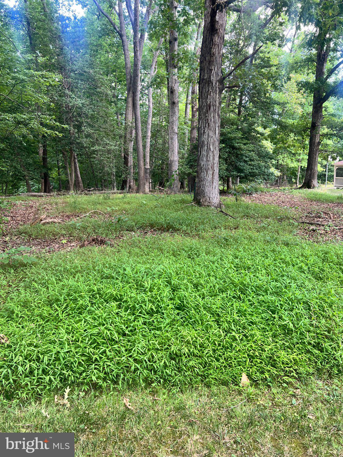 12955 Old Fort Road Fort Washington, MD 20744 - Photo 4 of 11 Lush greenery beneath towering trees.