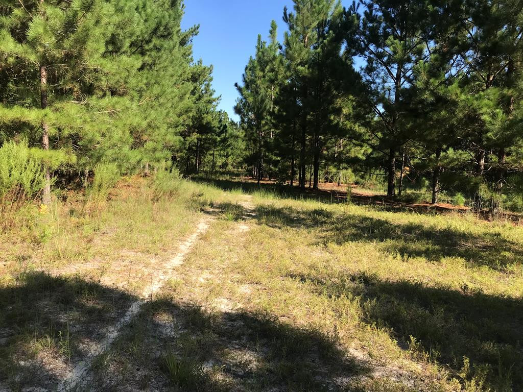 462 Colbert Bridge Road Windsor, SC 29856 - Photo 5 of 18