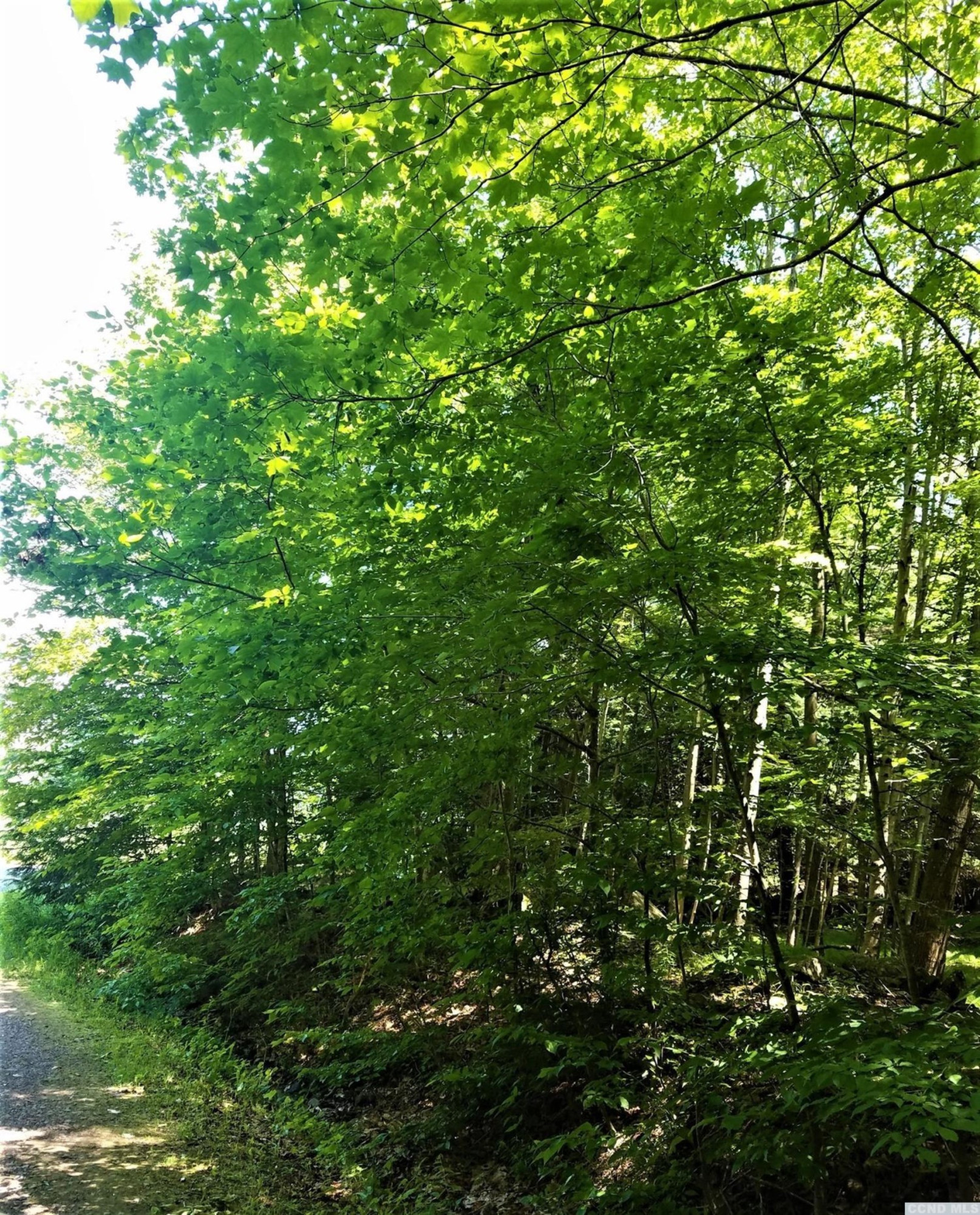 0 Ferris Hill Road Grand Gorge, NY 12434 - Photo 8 of 10 Photo 8