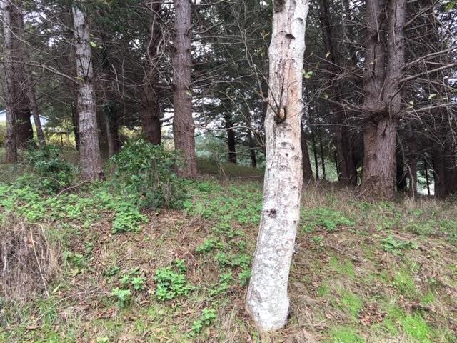 515 Spring Road Shelter Cove, CA 95589 - Photo 1 of 2