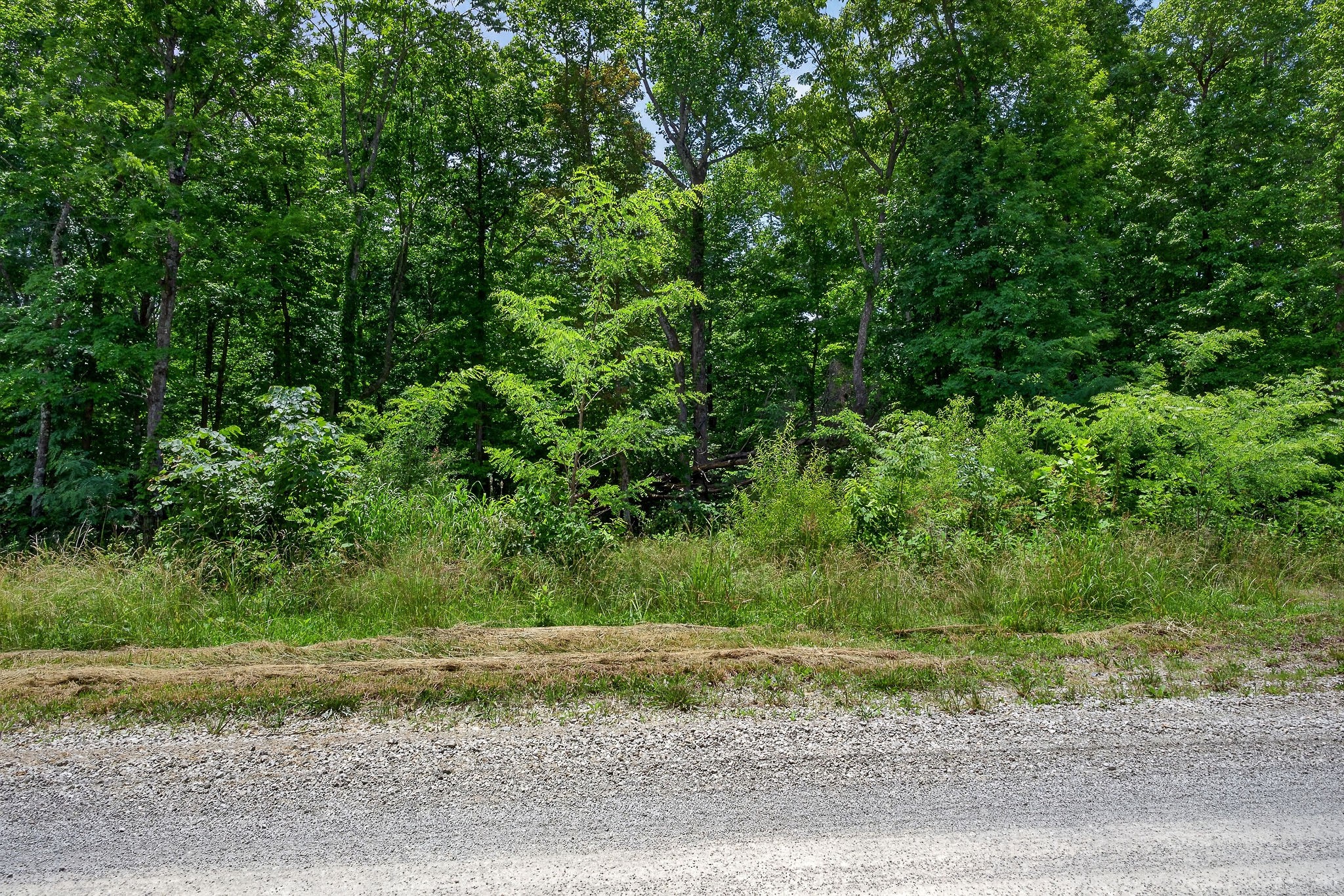 0 Coal Bank Road Sparta, TN 38583 - Photo 14 of 15 a view of a yard with a tree