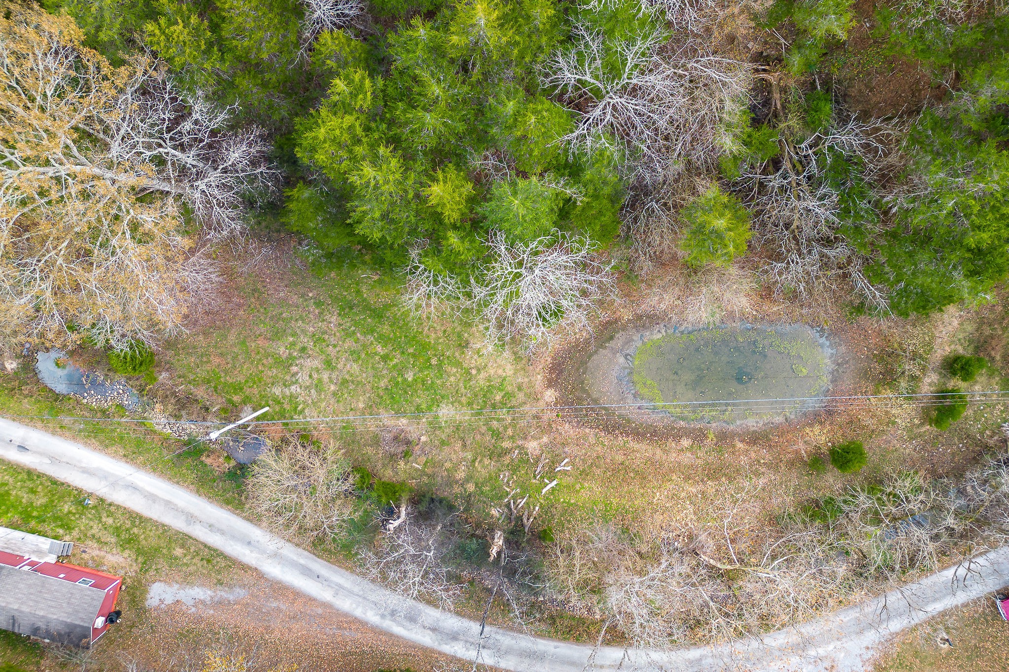 308 Pumpkin Hollow Road Liberty, TN 37095 - Photo 6 of 27 a view of a plant in a forest