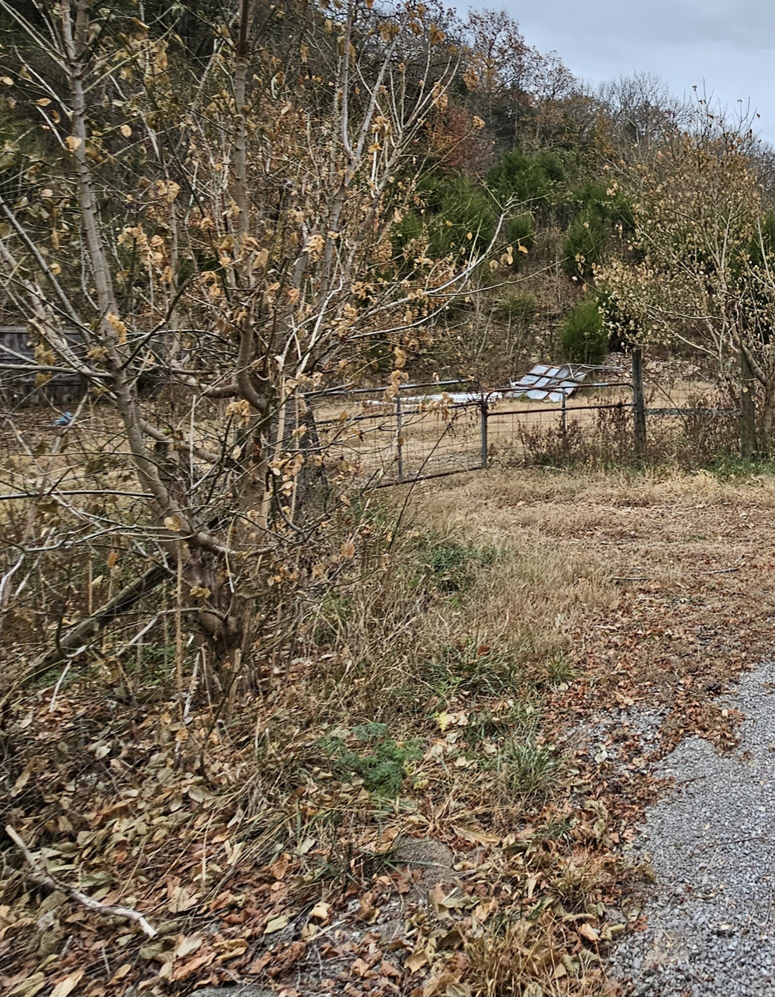 308 Pumpkin Hollow Road Liberty, TN 37095 - Photo 10 of 27 a view of a field with plants and trees