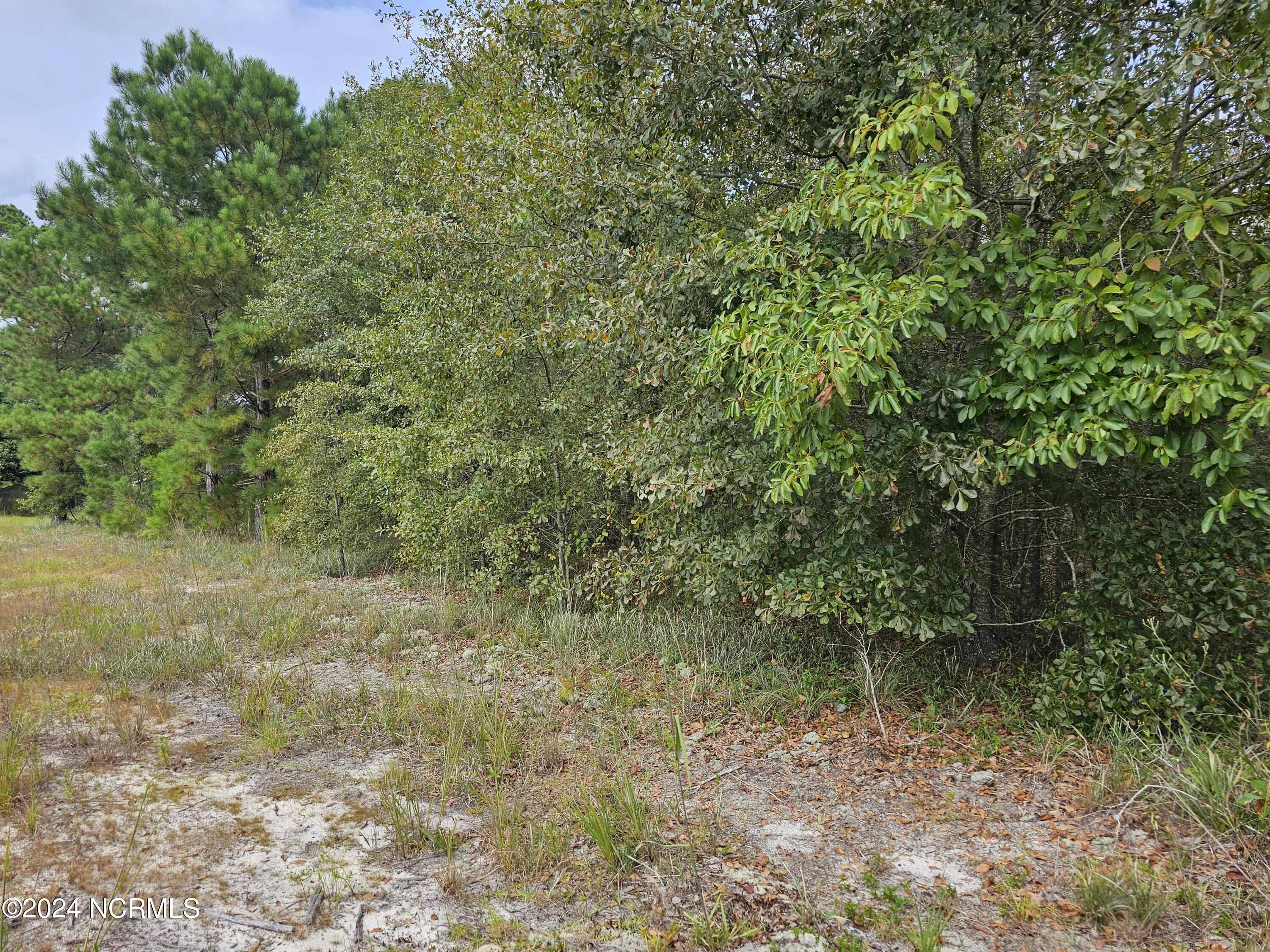 0 Halfway Branch School Road Atkinson, NC 28421 - Photo 11 of 16 20240906_145938