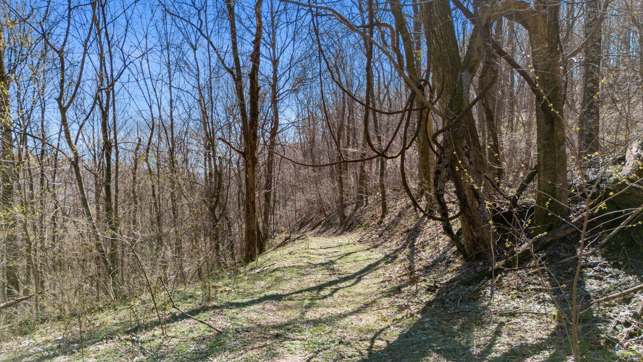 1480 Gravel Hill Road Bethpage, TN 37022 - Photo 22 of 26 a view of backyard with green space