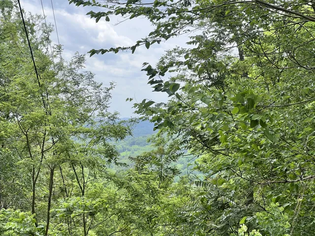 a view of a lake in a forest