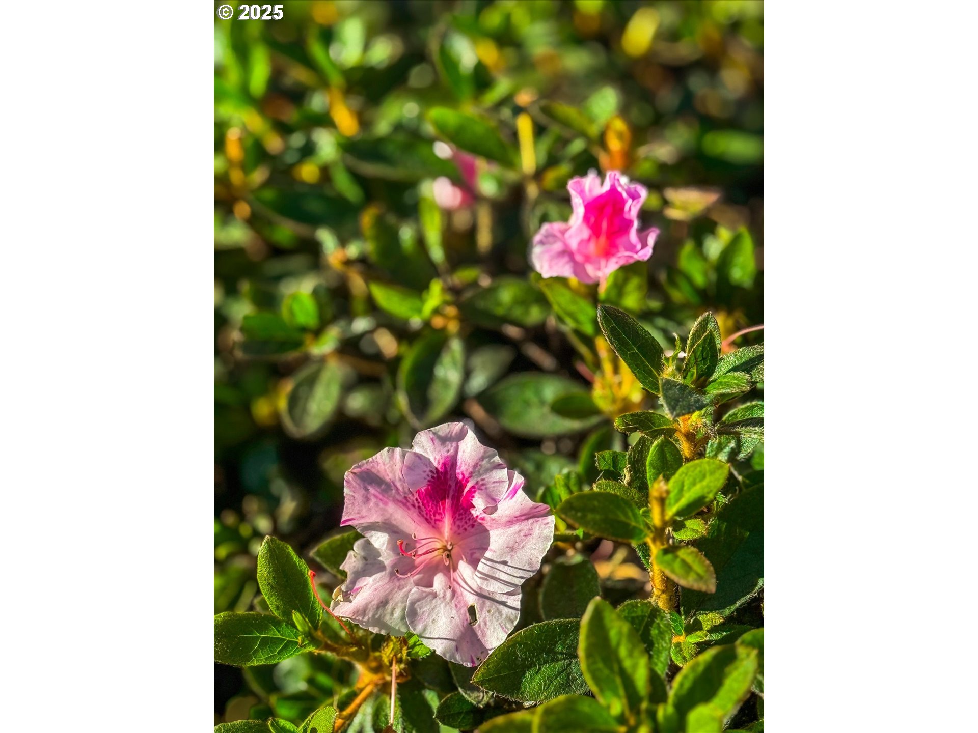 14029 Southeast Summerfield Loop Happy Valley, OR 97086 - Photo 47 of 47 a view of a flower