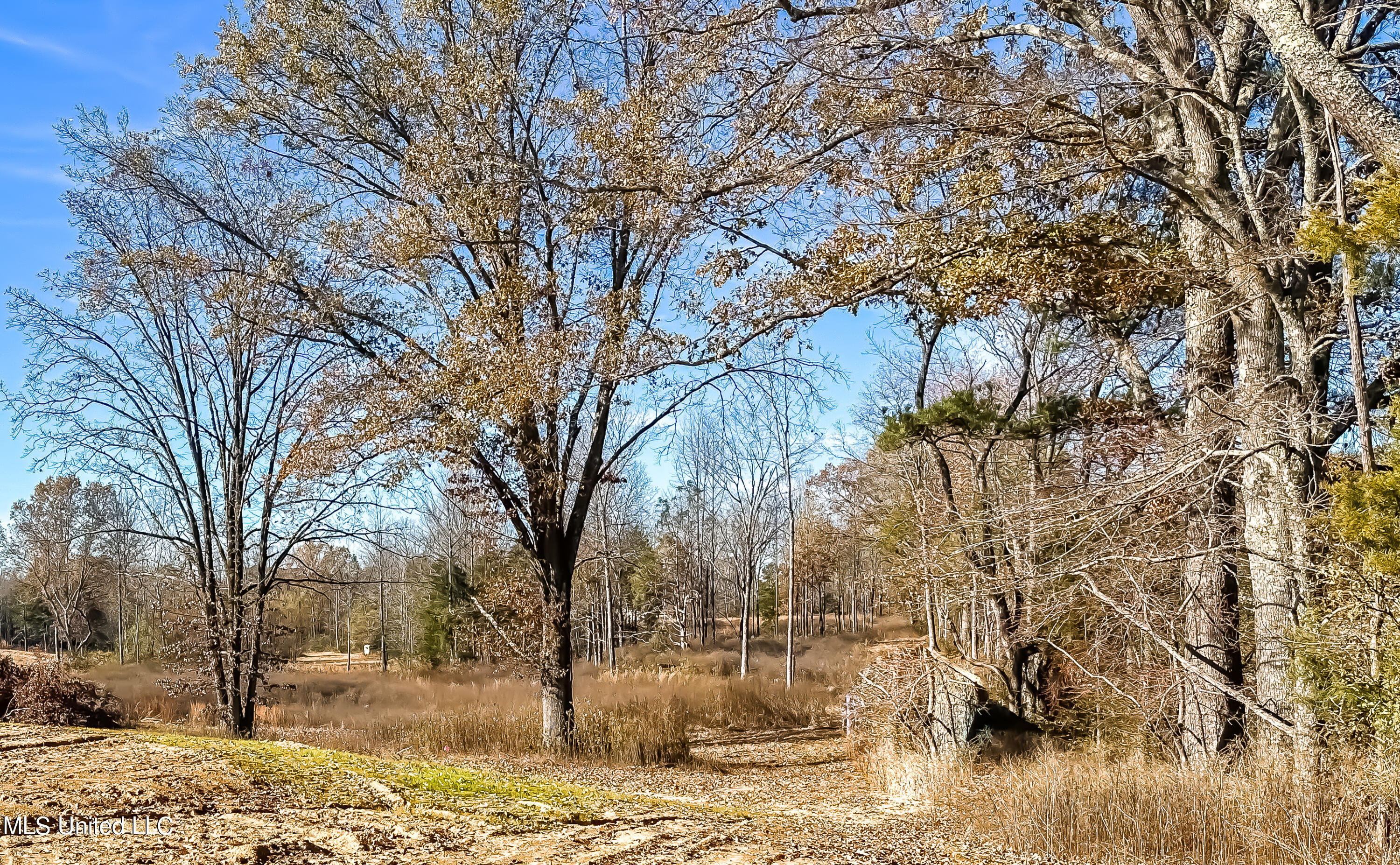 Belmont Road Hernando, MS 38632 - Photo 13 of 20 Belmont Lot Looking South West