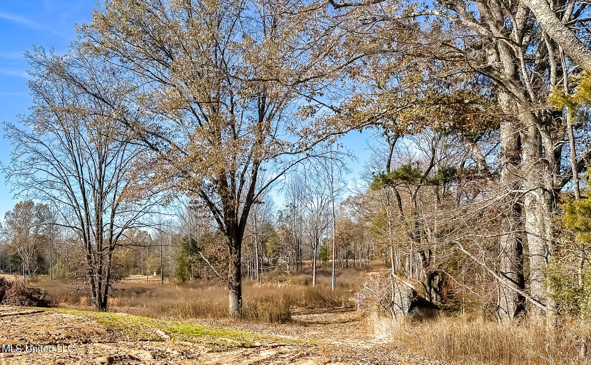 Belmont Road Hernando, MS 38632 - Photo 17 of 20 Belmont Lot Looking West