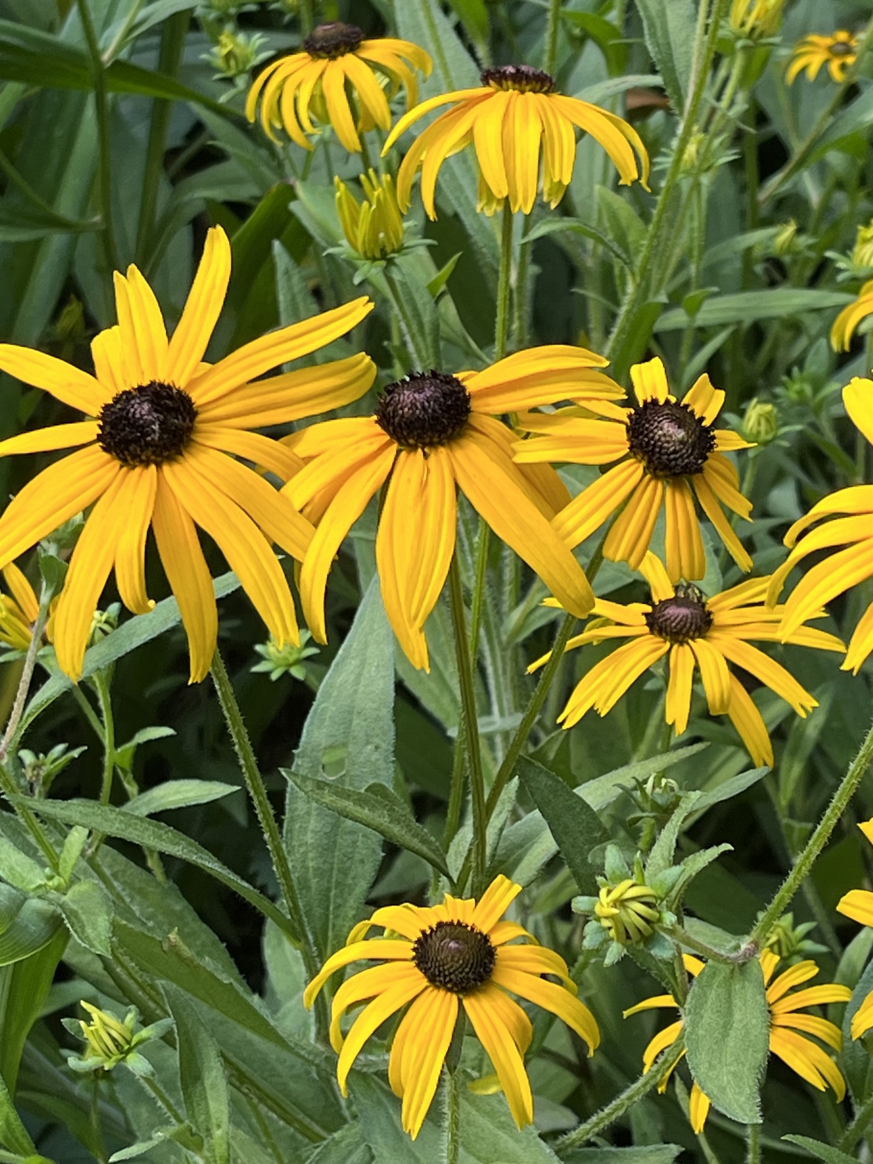 5042 Fall Creek Road Indianapolis, IN 46220 - Photo 49 of 58