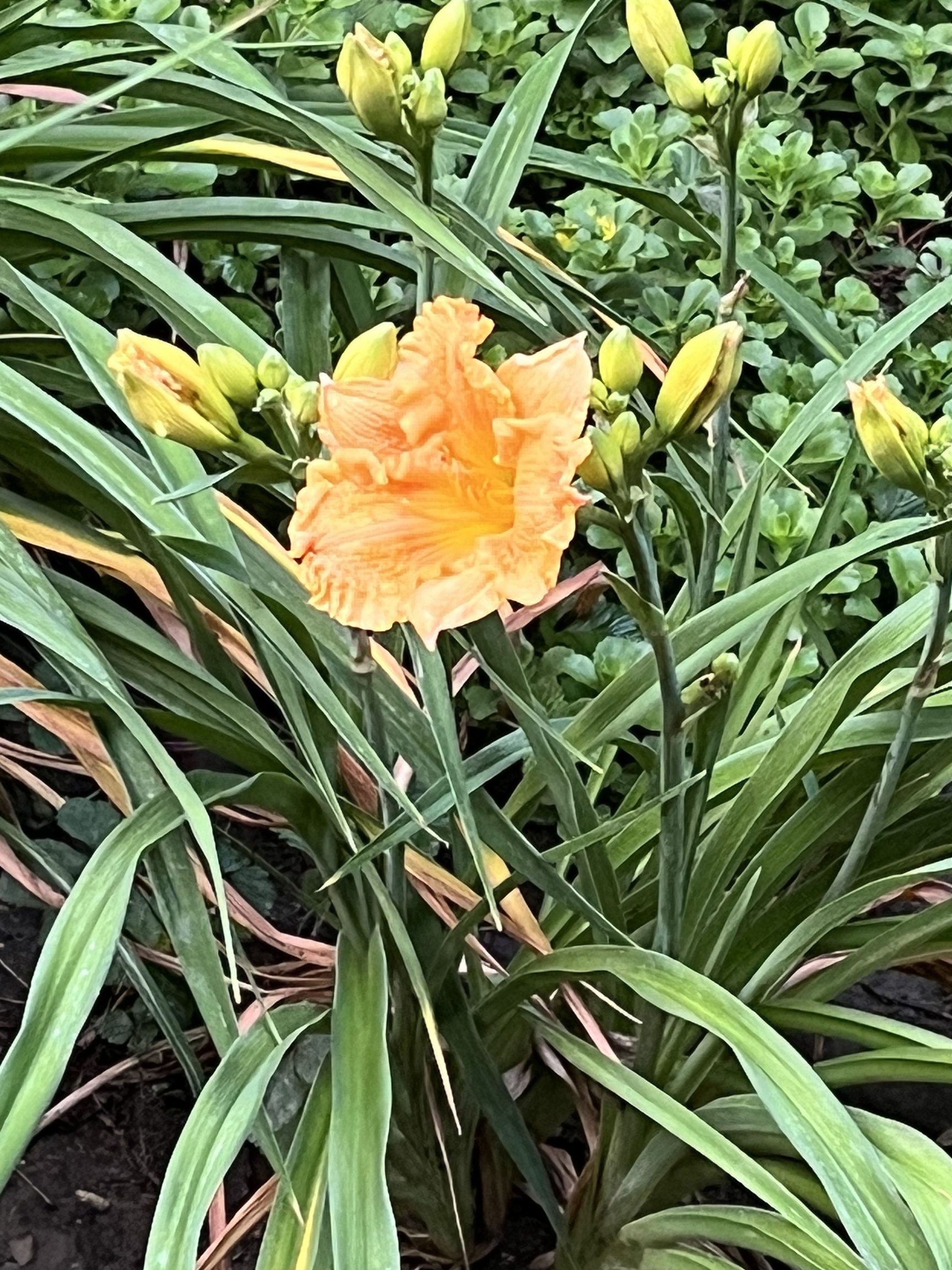 5042 Fall Creek Road Indianapolis, IN 46220 - Photo 55 of 58