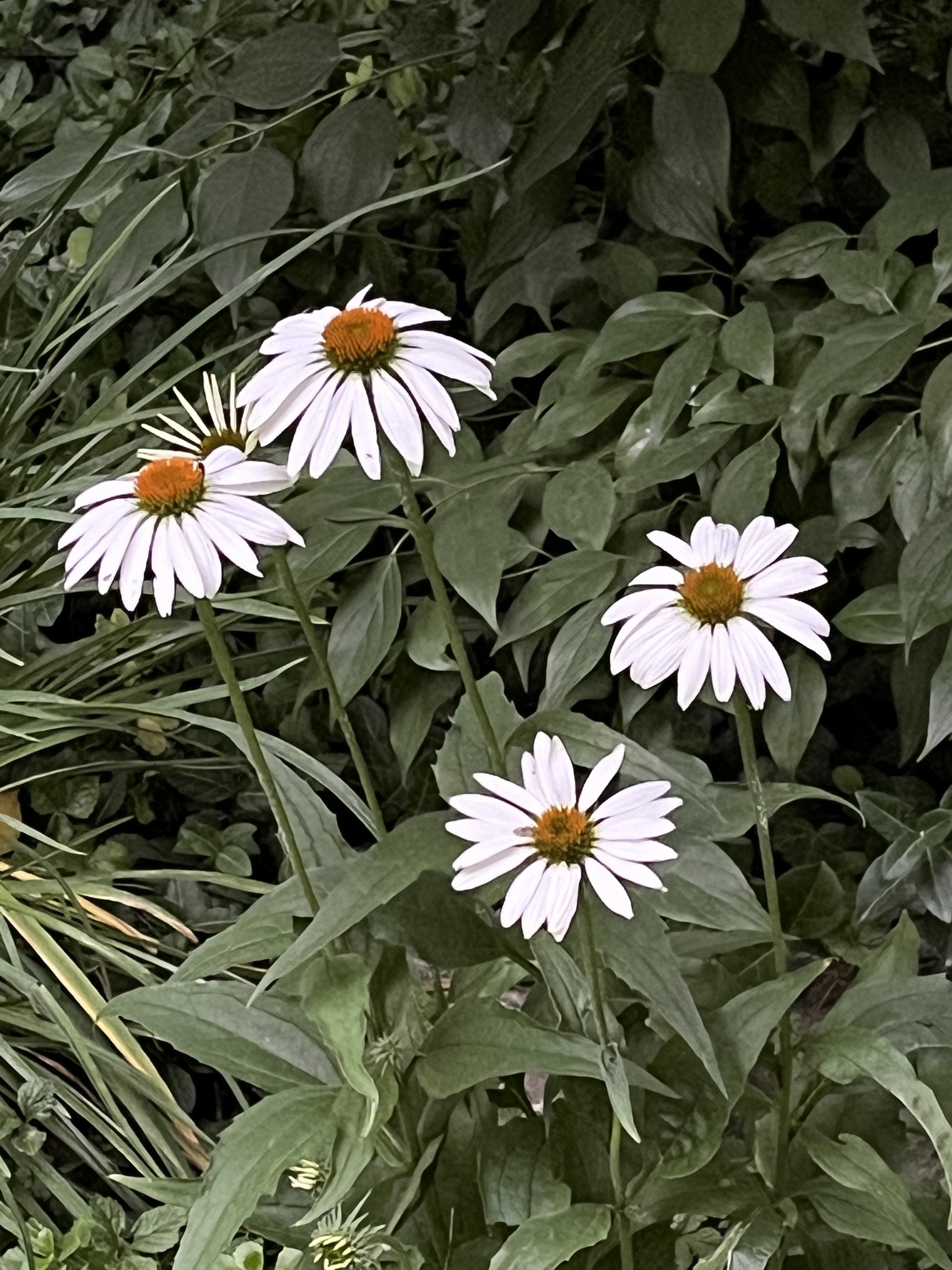 5042 Fall Creek Road Indianapolis, IN 46220 - Photo 58 of 58