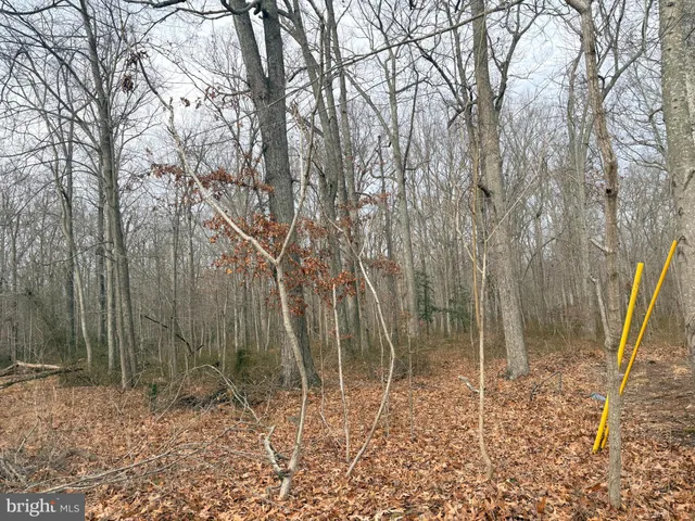 a backyard of a house with lots of plants and large trees