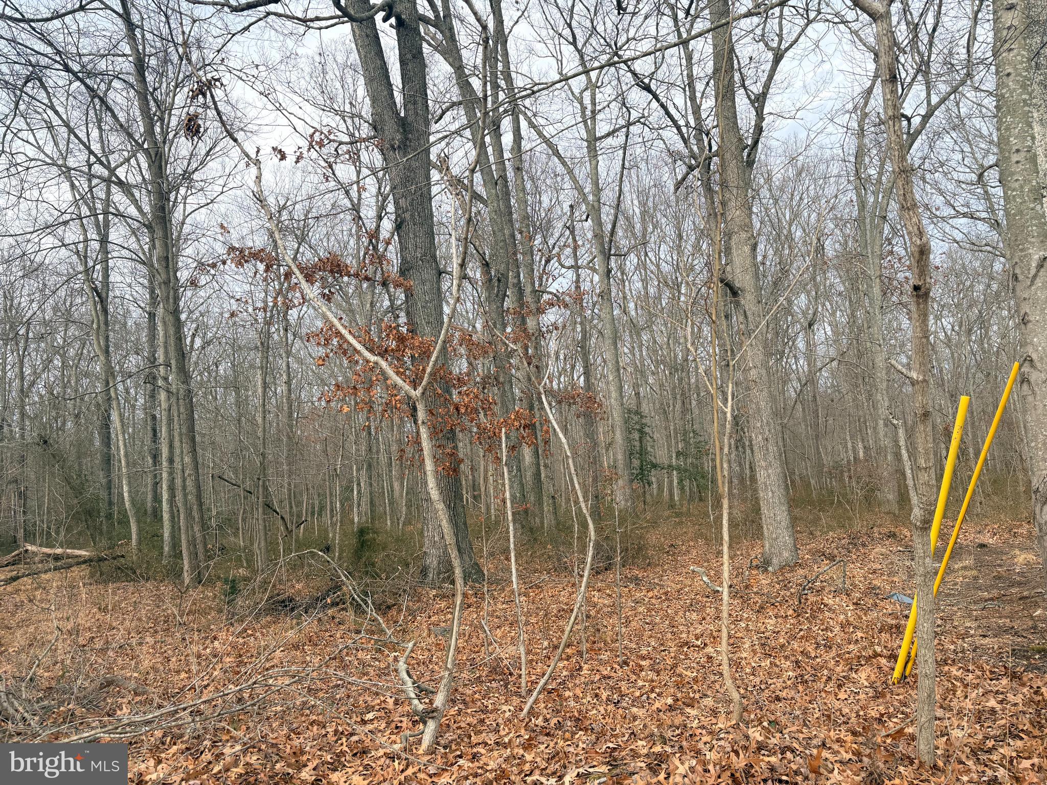 Pine Avenue Shady Side, MD 20764 - Photo 1 of 1 a backyard of a house with lots of plants and large trees