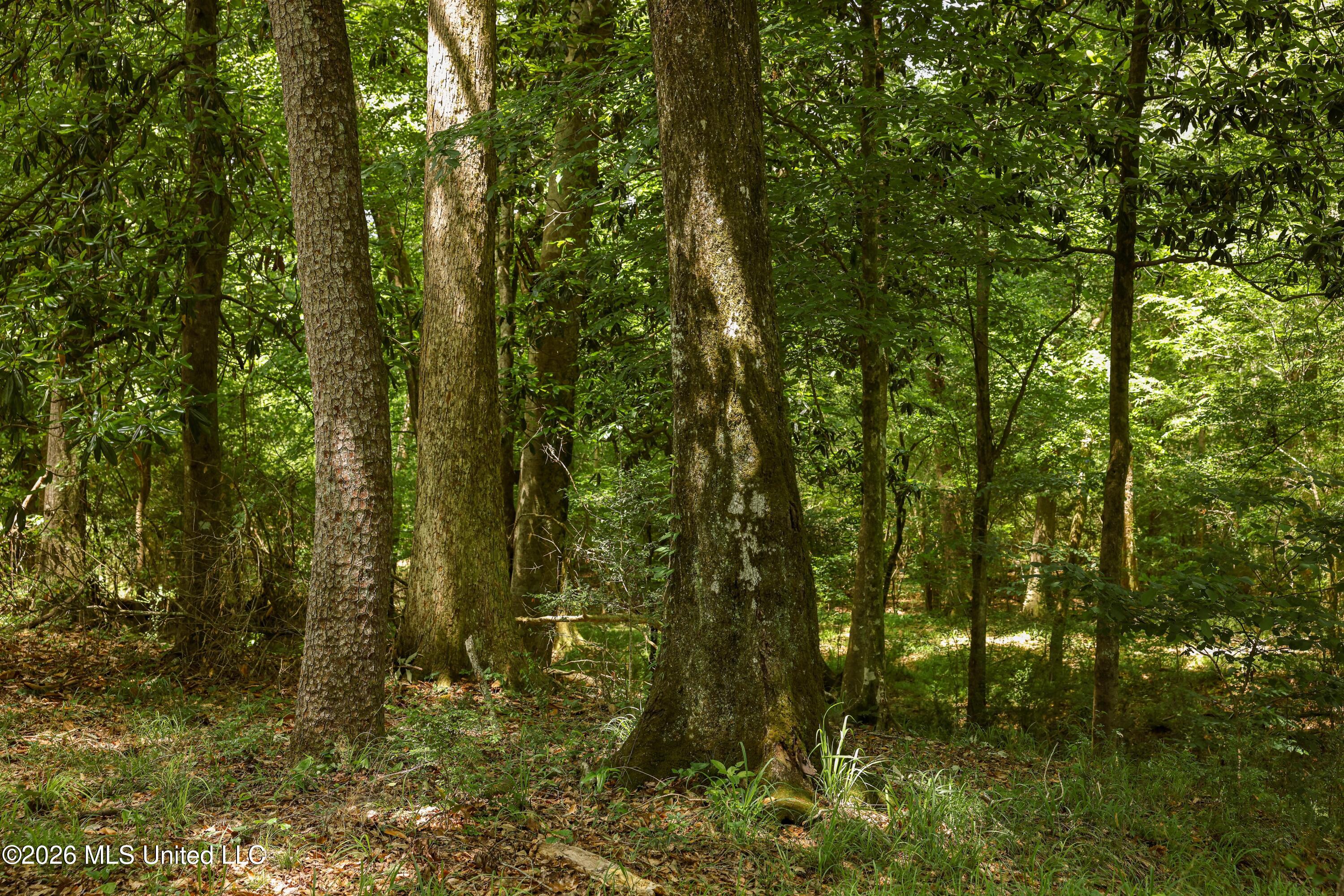 Tbd Tbd Ms-570 Summit Summit, MS 39666 - Photo 23 of 30 EL0A0488