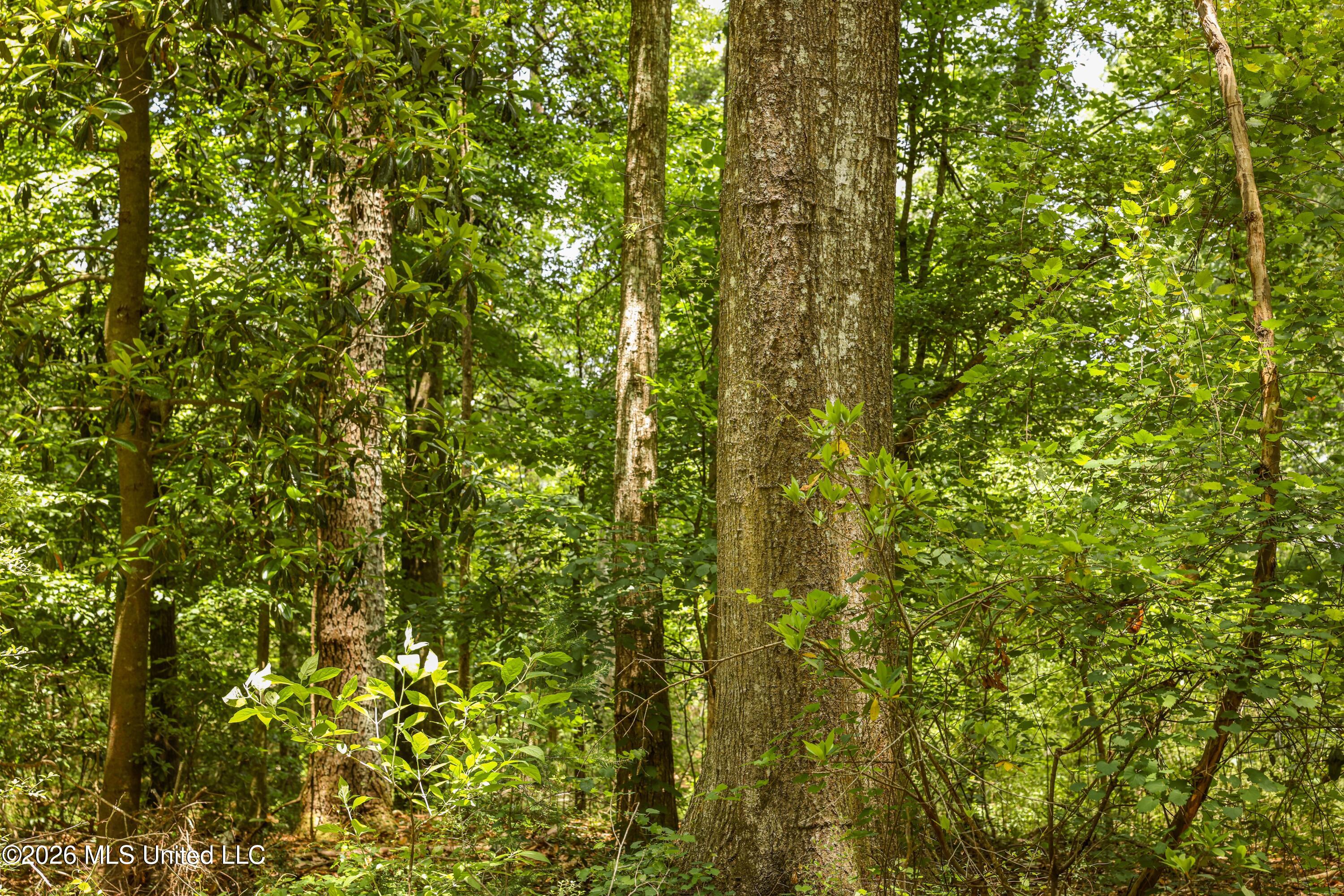 Tbd Tbd Ms-570 Summit Summit, MS 39666 - Photo 26 of 30 EL0A0525