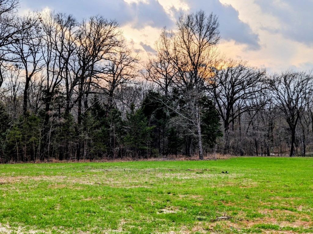 3115 Rains County Road 2610 Alba, TX 75410 - Photo 35 of 50 a view of a yard with a trees in the background