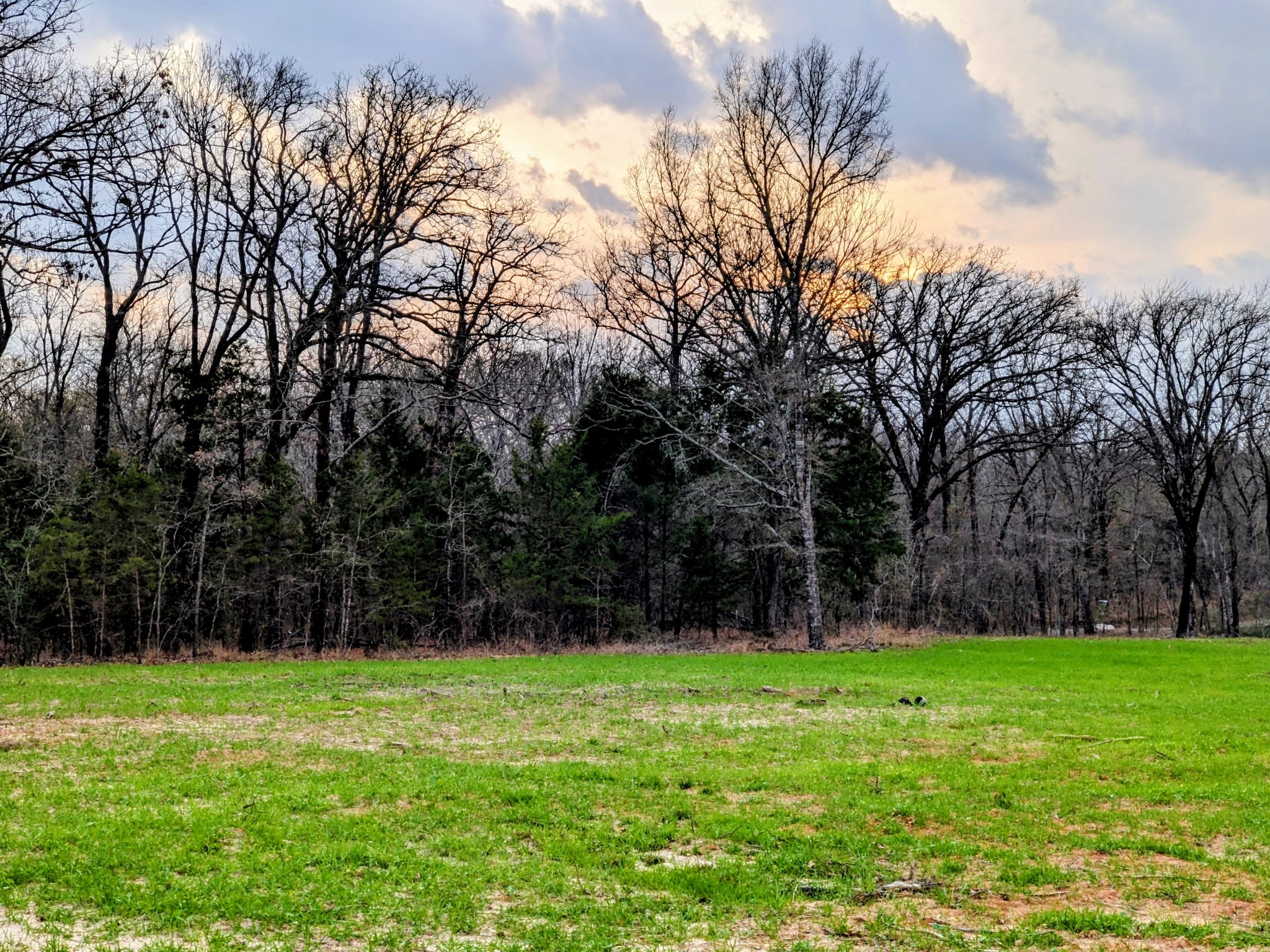 3115 Rains County Road 2610 Alba, TX 75410 - Photo 38 of 49 a view of a yard with a trees in the background